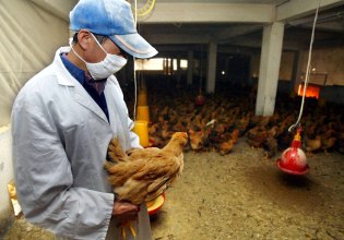 «Χειρότερη από την Covid» – Το Ινστιτούτο Παστέρ προειδοποιεί για κίνδυνο πανδημίας από γρίπη των πτηνών