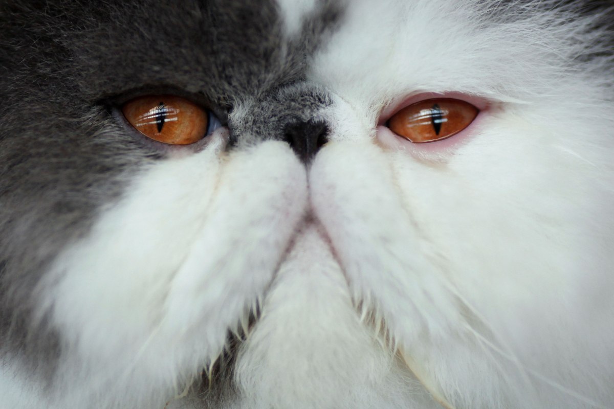 Μπορεί να μην της φαίνεται, όμως η γάτα Περσίας κατάγεται από την αφρικανική αγριόγατα (Reuters)