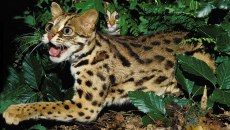 Οι γάτες – λεοπαρδάλεις ζούσαν μαζί με τον άνθρωπο στην Κίνα για 3.500 χρόνια