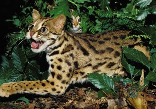 Οι γάτες – λεοπαρδάλεις ζούσαν μαζί με τον άνθρωπο στην Κίνα για 3.500 χρόνια