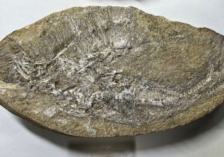 Νέο είδος πτερόσαυρου ανακαλύφθηκε μέσα σε απολιθωμένο εμετό