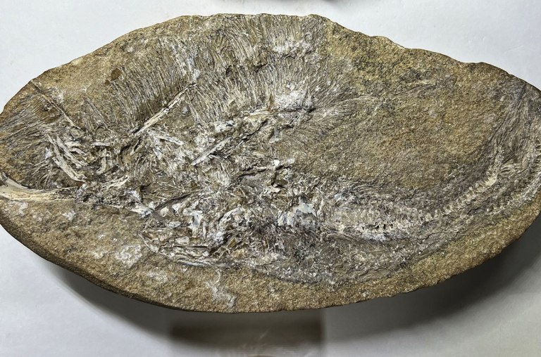 Νέο είδος πτερόσαυρου ανακαλύφθηκε μέσα σε απολιθωμένο εμετό