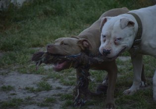 Ποιοι είναι πραγματικά οι σκύλοι Pitbull;