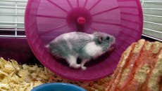 Από γενιά σε γενιά: Τα καλογυμνασμένα αρσενικά ίσως κληροδοτούν το όφελος στους γιους τους