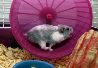 Από γενιά σε γενιά: Τα καλογυμνασμένα αρσενικά ίσως κληροδοτούν το όφελος στους γιους τους