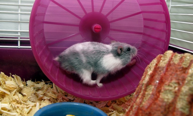 Από γενιά σε γενιά: Τα καλογυμνασμένα αρσενικά ίσως κληροδοτούν το όφελος στους γιους τους