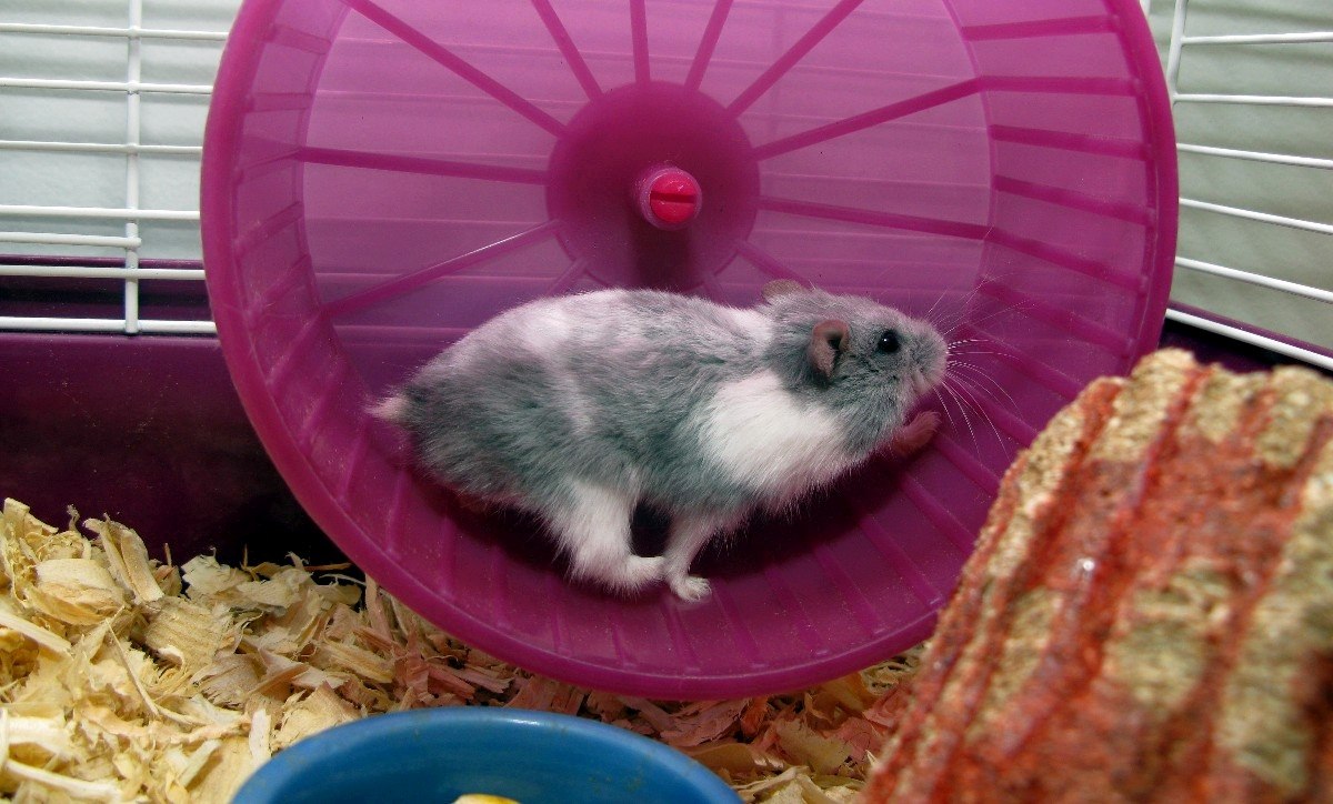 Από γενιά σε γενιά: Τα καλογυμνασμένα αρσενικά ίσως κληροδοτούν το όφελος στους γιους τους