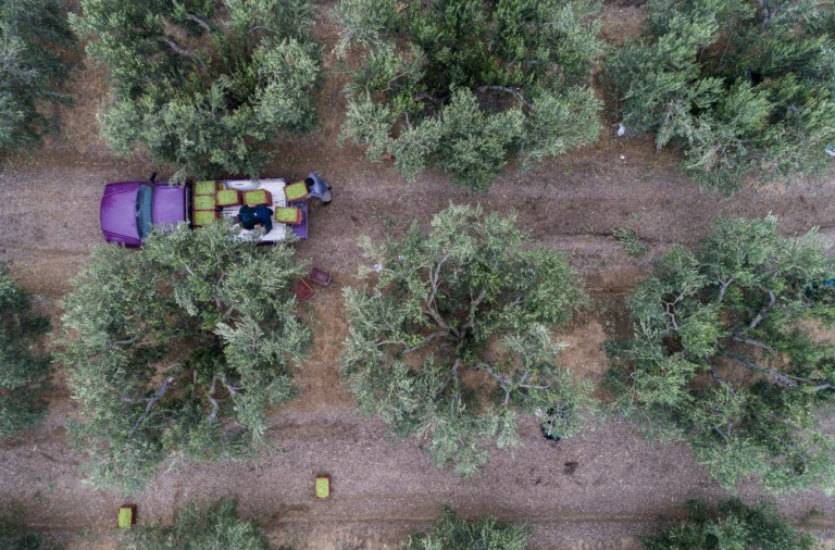 Ξεκινούν οι αγροτικές πληρωμές, πώς θα κατανεμηθούν οι επιδοτήσεις – Ποιοι μένουν εκτός