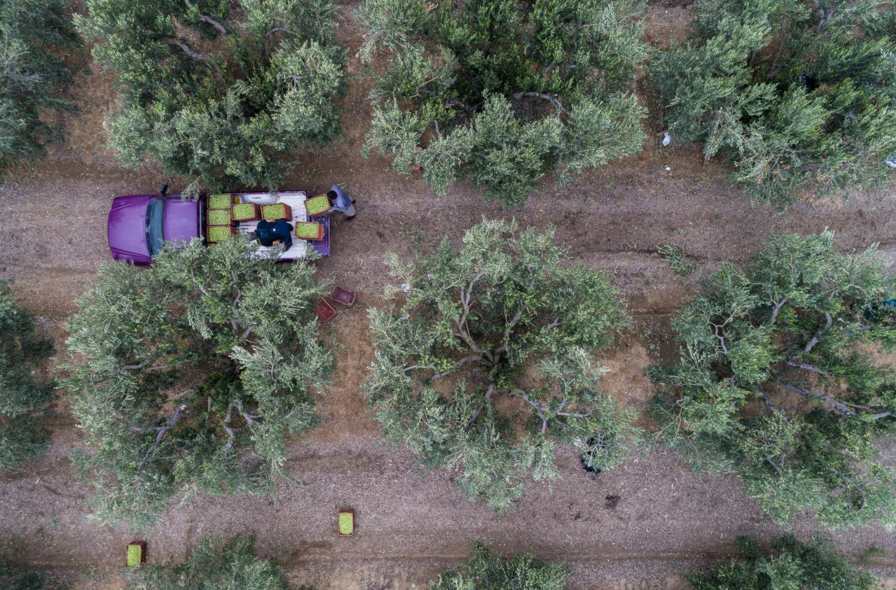 Ξεκινούν οι αγροτικές πληρωμές, πώς θα κατανεμηθούν οι επιδοτήσεις – Ποιοι μένουν εκτός