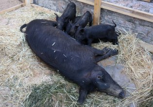 Η πανώλη των χοίρων πλήττει την Ισπανία – Μπλοκαρίστηκε το 1/3 των εξαγωγών χοιρινού