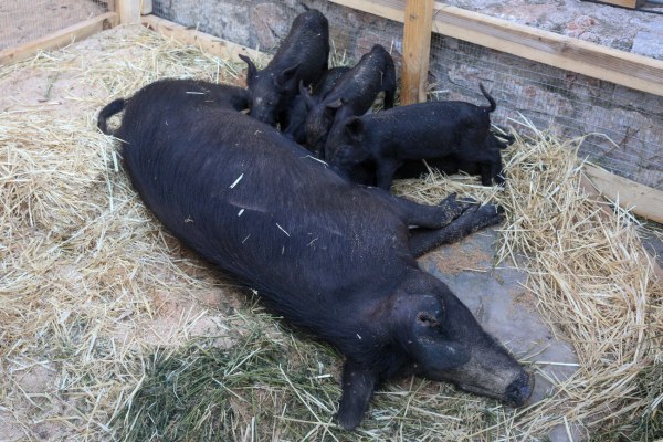 Η πανώλη των χοίρων πλήττει την Ισπανία – Μπλοκαρίστηκε το 1/3 των εξαγωγών χοιρινού