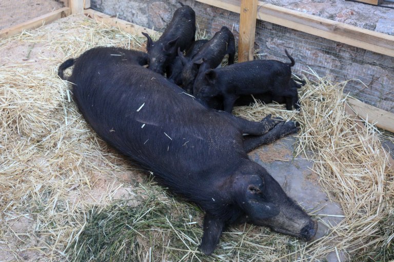 Η πανώλη των χοίρων πλήττει την Ισπανία - Μπλοκαρίστηκε το 1/3 των εξαγωγών χοιρινού