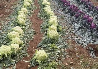 Καταστροφές στην Τεγέα από την χαλαζόπτωση-Να κηρυχθεί σε κατάσταση έκτακτης ανάγκης θέλει ο Δήμαρχος