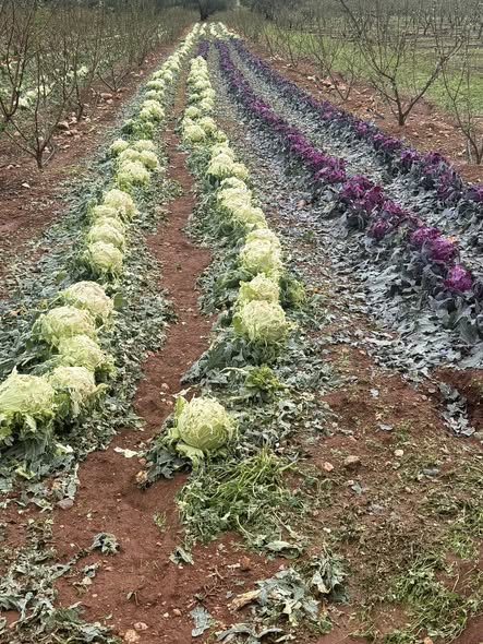 Καταστροφές στην Τεγέα από την χαλαζόπτωση-Να κηρυχθεί σε κατάσταση έκτακτης ανάγκης θέλει ο Δήμαρχος