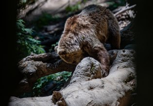 Φρίκη στη Δράμα: Σκότωσαν νεαρή αρκούδα με πυροβόλο όπλο και μετά την αποκεφάλισαν