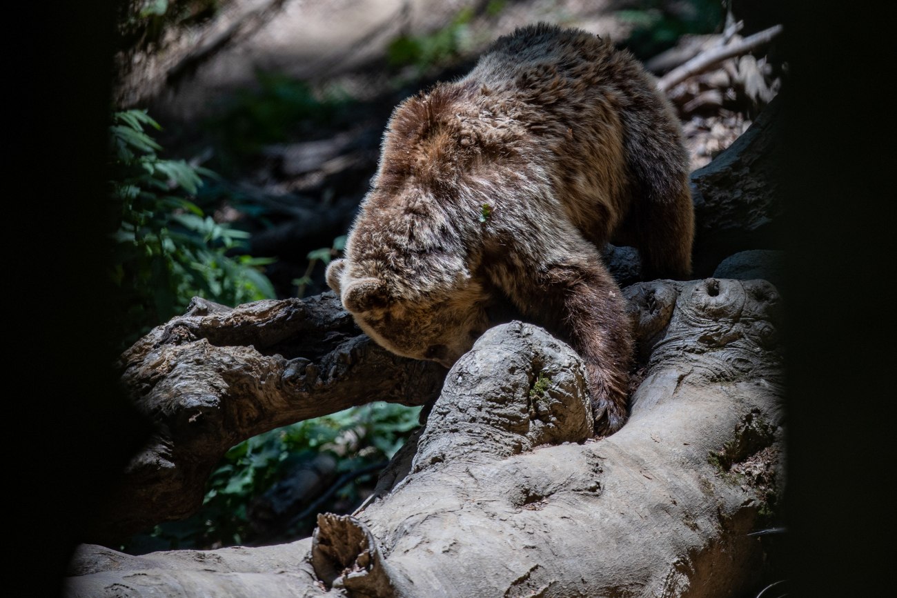 Φρίκη στη Δράμα: Σκότωσαν νεαρή αρκούδα με πυροβόλο όπλο και μετά την αποκεφάλισαν