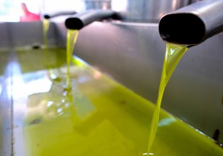 Κρήτη: Μείωση στην παραγωγή ελαιολάδου – Ο δάκος «ανέβασε» την οξύτητα