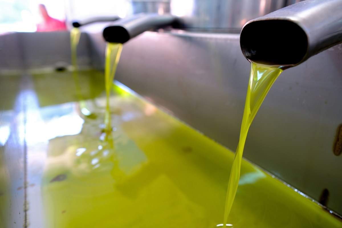 Κρήτη: Μείωση στην παραγωγή ελαιολάδου – Ο δάκος «ανέβασε» την οξύτητα