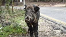 Αντιδράσεις για τις επιχειρήσεις θανάτωσης αγριογούρουνων στην Πολιτεία