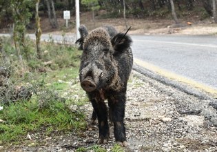 Αντιδράσεις για τις επιχειρήσεις θανάτωσης αγριογούρουνων στην Πολιτεία