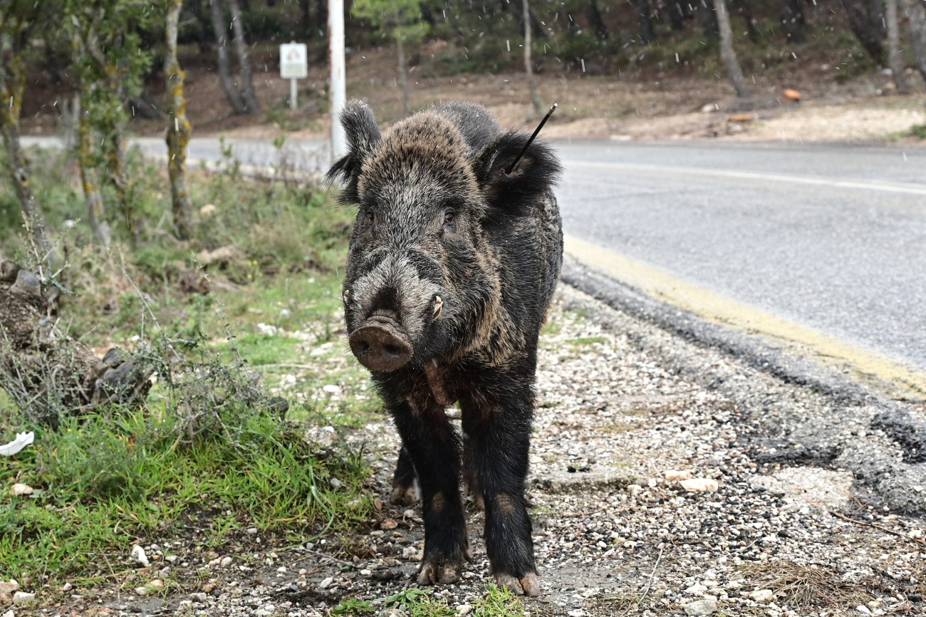 Αντιδράσεις για τις επιχειρήσεις θανάτωσης αγριογούρουνων στην Πολιτεία