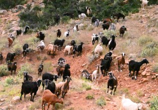 «Τέσσερα τουφέκια σάς βλέπουν»…