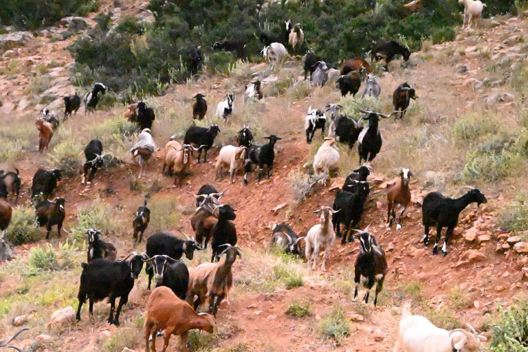 «Τέσσερα τουφέκια σάς βλέπουν»…
