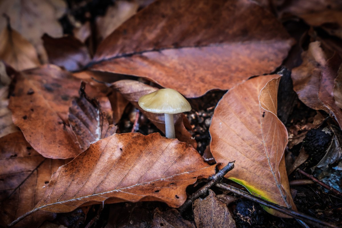 Πέλλα: Αίσιο τέλος στην περιπέτεια του ζευγαριού που έφαγε δηλητηριώδη μανιτάρια