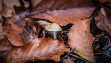 Πέλλα: Αίσιο τέλος στην περιπέτεια του ζευγαριού που έφαγε δηλητηριώδη μανιτάρια