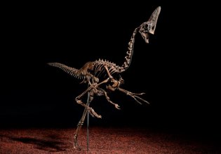 Ο οίκος Christie’s θα δημοπρατήσει έναν σπάνιο σκελετό δεινοσαύρου – Eνδέχεται να αγγίξει τα 6 εκατομμύρια δολάρια