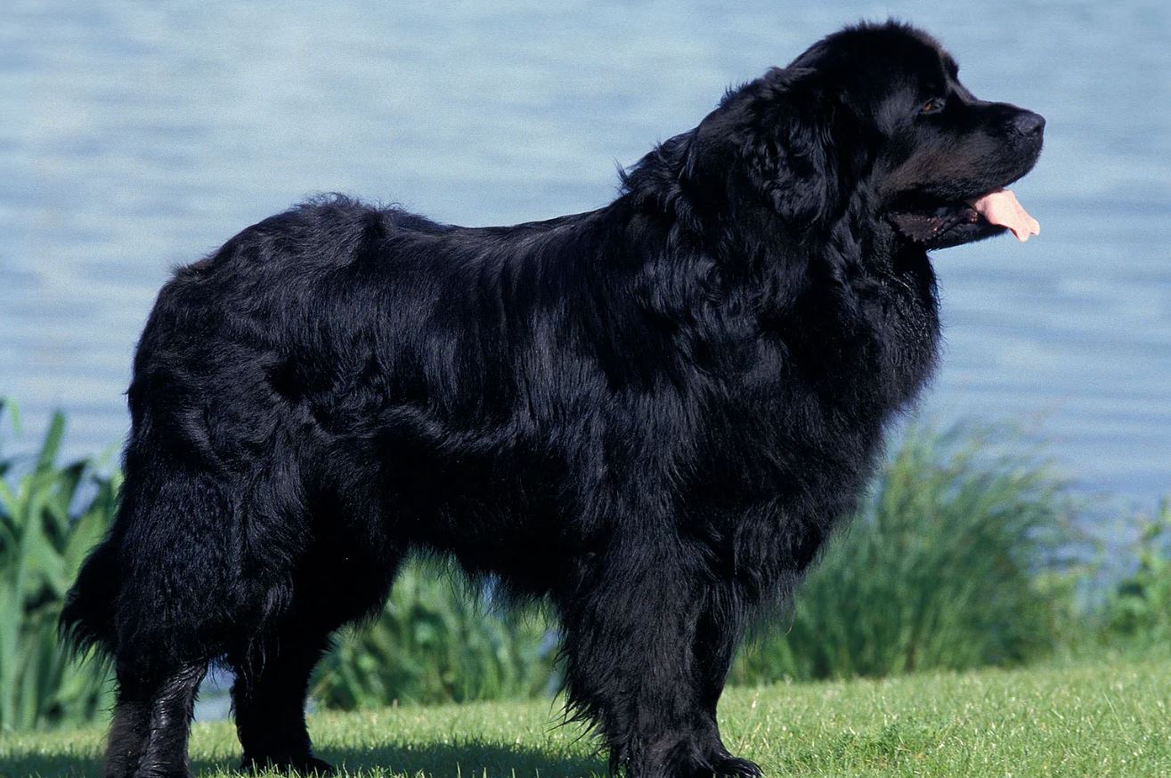 Η αστυνομία έλαβε κλήση για ένα λιοντάρι που στην πραγματικότητα ήταν σκύλος και το φώναζαν ποντίκι