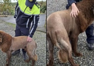 Ιρλανδία: Η αστυνομία έλαβε κλήση για ένα λιοντάρι που στην πραγματικότητα ήταν σκύλος και το φώναζαν ποντίκι