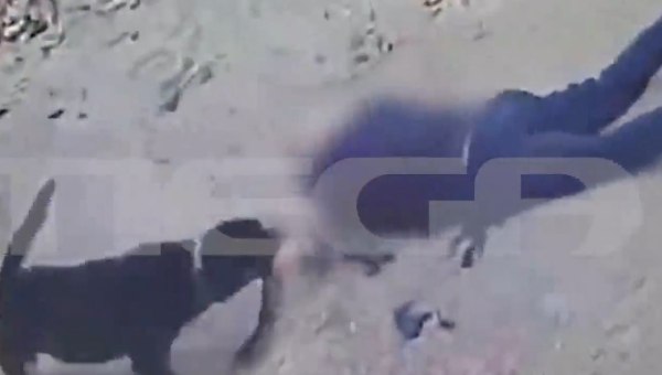 Καλαμάτα: Σε κρίσιμη κατάσταση ο 76χρονος που δέχθηκε επίθεση από το σκυλί του