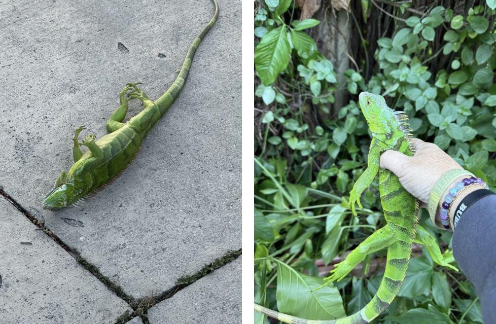 Ρεκόρ ψύχους στις ΗΠΑ: Οι «χιονοθύελλες λίμνης» και τα παγωμένα ιγκουάνα – ΦΩΤΟ, ΒΙΝΤΕΟ
