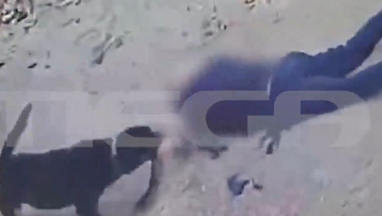 Καλαμάτα: Σε κρίσιμη κατάσταση ο 76χρονος που δέχθηκε επίθεση από το σκυλί του