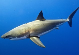 Λευκός καρχαρίας φέρεται να εντοπίστηκε στα νερά της Καρπάθου – Βίντεο