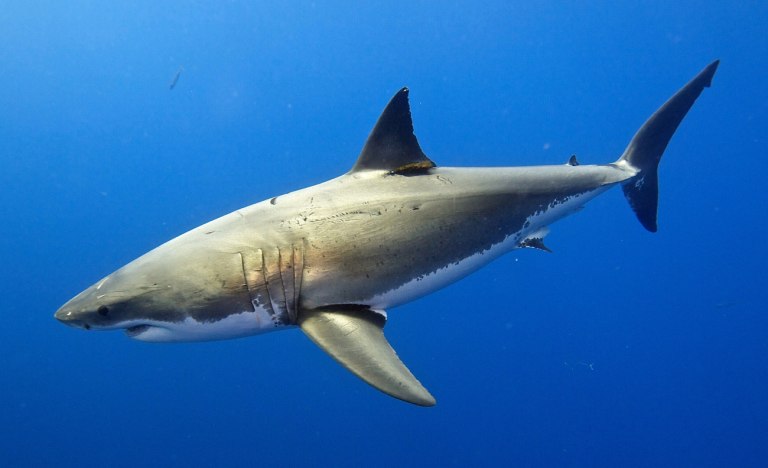 Λευκός καρχαρίας φέρεται να εντοπίστηκε στα νερά της Καρπάθου – Βίντεο