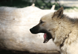 Πόσο αθώος είναι ο βήχας του σκύλου; – Τι μπορεί να κρύβεται πίσω απ’ αυτόν