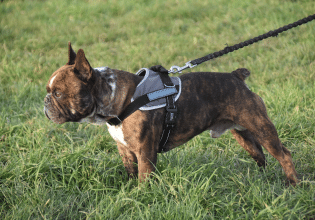 Οι λόγοι που ο σκύλος αντιδρά έντονα όταν φορά το λουρί του στη βόλτα
