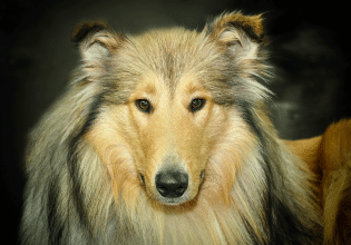 Για ποιους λόγους ο σκύλος μας, μπορεί να μην μας ακούει