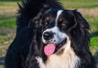 Χριστουγεννιάτικες διακοπές χωρίς τον σκύλο σας – Επιλέξτε το κατάλληλο ξενοδοχείο