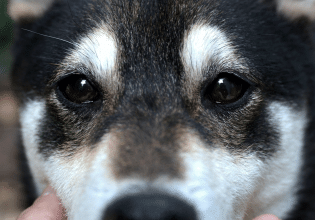 Υιοθετούμε ένα σκυλάκι από απομακρυσμένο μέρος και το φέρνουμε σε αστικό περιβάλλον – Ποια η συμπεριφορά του