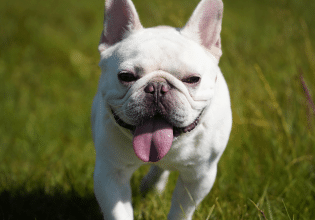 Οι φυλές των βραχυκεφαλικών σκύλων και το σύνδρομο της ανώτερης αναπνευστικής οδού