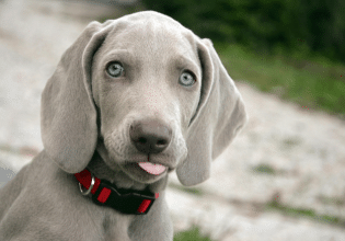 Ο σκύλος μας επιθυμεί πάντα τα χάδια μας – Αμ, δε!