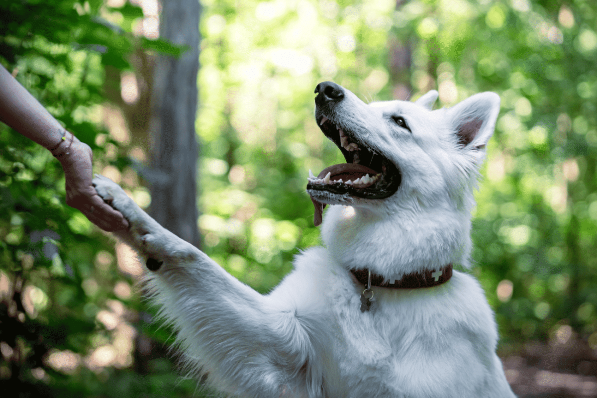 Οι τρόποι για να μάθετε αν ο σκύλος σας είναι αριστερόχειρας ή δεξιόχειρας