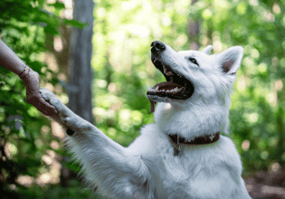 Οι τρόποι για να μάθετε αν ο σκύλος σας είναι αριστερόχειρας ή δεξιόχειρας