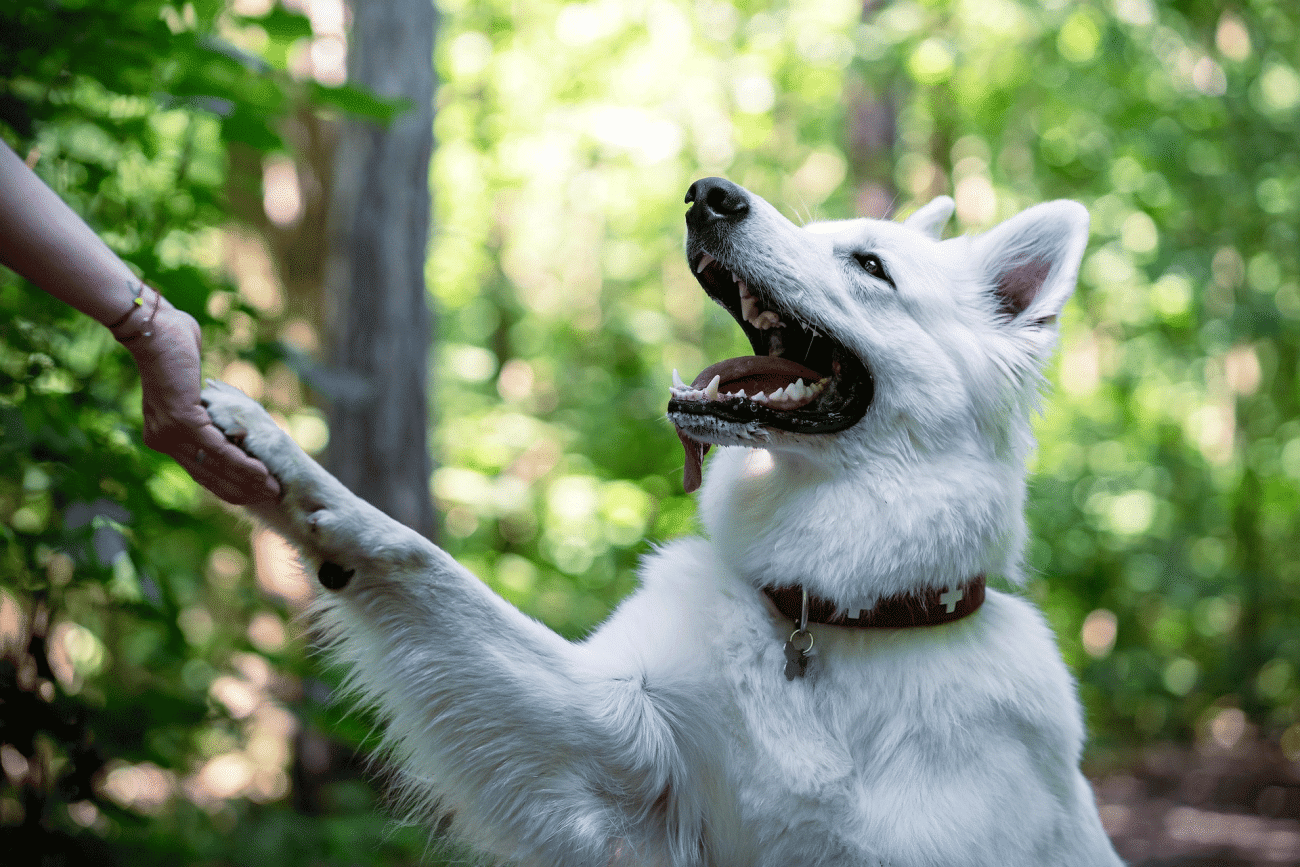 Οι τρόποι για να μάθετε αν ο σκύλος σας είναι αριστερόχειρας ή δεξιόχειρας