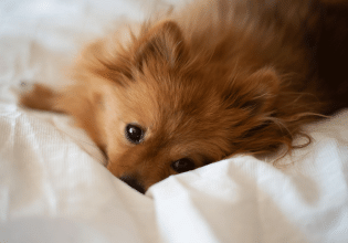 Γιατί μας ξυπνά ο σκύλος μας – Τι μπορούμε να κάνουμε