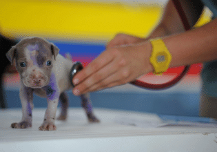 Επισκέψεις στον κτηνίατρο με τον σκύλο μας χωρίς άγχος