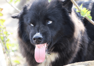 Γιατί ένας σκύλος φτάνει στο σημείο να επιτεθεί στους οικείους του